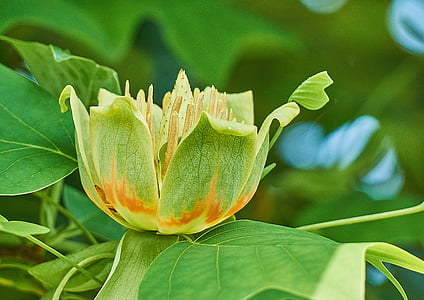 selective focus photo of green petaled flower thumbnail