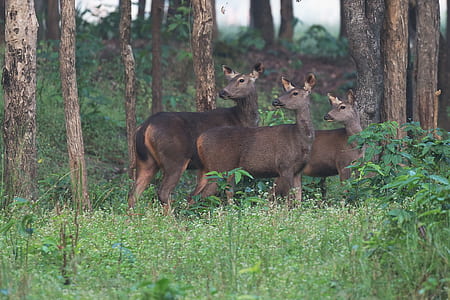 three brown deer standing on grass beside trees thumbnail