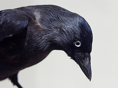 black crow bird thumbnail