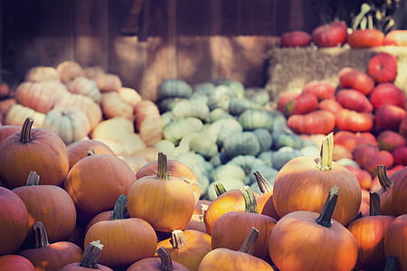 selective focus photography of pumpkins thumbnail