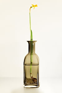 yellow flower on glass bottle filled with water thumbnail