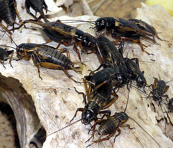 African field cricket Gryllus bimaculatus thumbnail