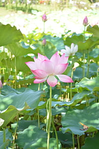 pink petaled flower thumbnail