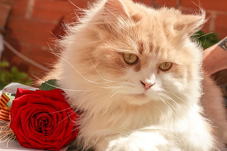 orange and white cat beside red rose thumbnail