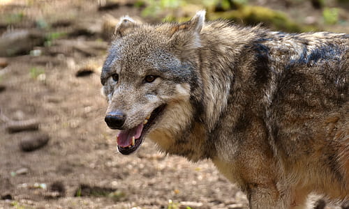 selective focus photography of wolf thumbnail