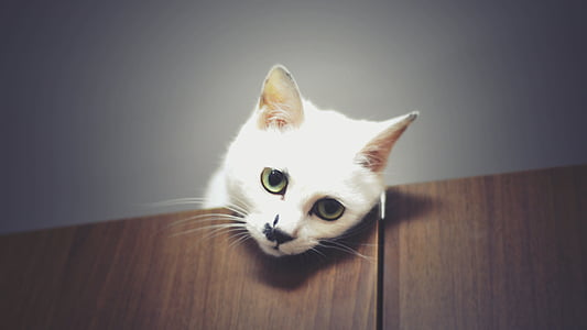 white cat on brown surface thumbnail