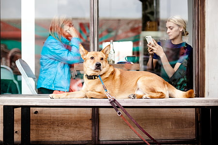 dog lying on bench outdoor thumbnail