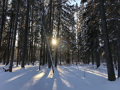 snow covered trees during daytime thumbnail