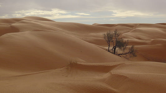 green leaf tree in the middle of desert thumbnail