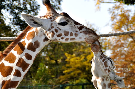 photography of two giraffes thumbnail