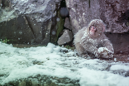 gray monkey on snowy surface thumbnail