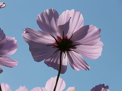 selective focus photography of purple petaled flower thumbnail