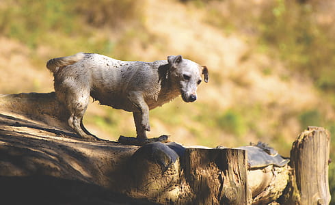 dirty, animal, dog, pet thumbnail