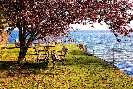 empty two benches under tree near body of water at grass fied thumbnail