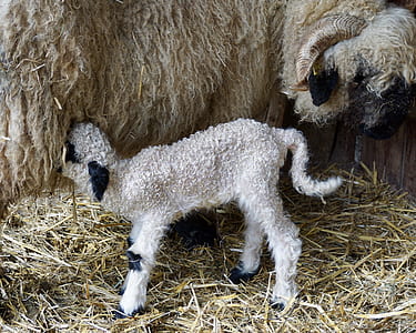 brown ram and kid sheep thumbnail