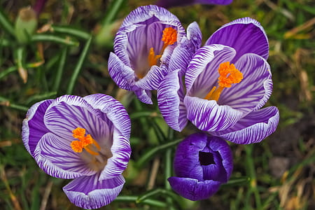 closeup photo of purple petaled flower at daytime thumbnail