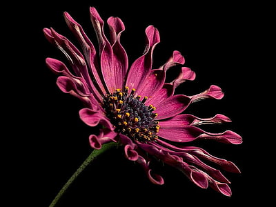 red spoon daisy closeup photography thumbnail