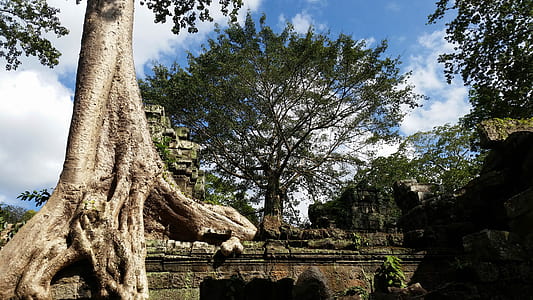 green leafed trees thumbnail