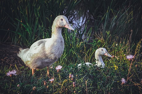 two white ducks on grass field thumbnail