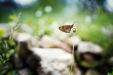 light, nature, summer, garden thumbnail
