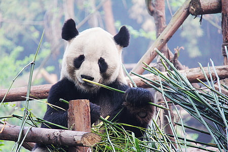panda eating bamboo thumbnail