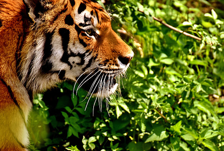 closeup photo of Bengal tiger thumbnail
