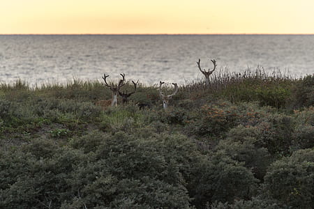 deer on grass thumbnail