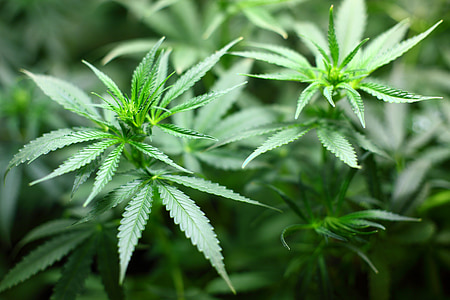 green cannabis plant thumbnail