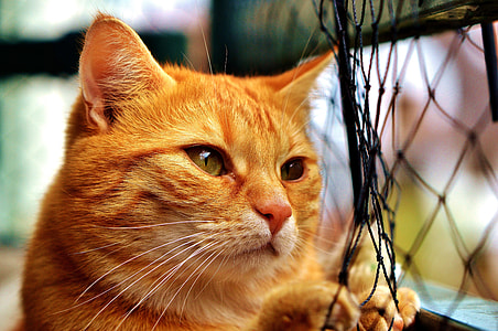 orange tabby car looking outside window thumbnail
