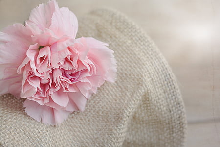 pink carnation flower on white mesh textile thumbnail