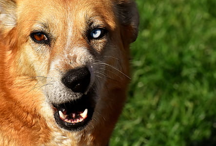 short-coated brown dog in shallow focus photography thumbnail