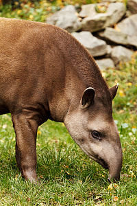 animal standing on grass thumbnail