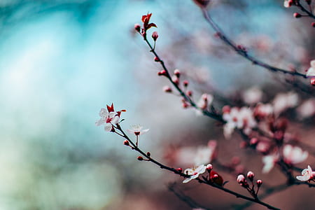 selective focus photography pink flower thumbnail