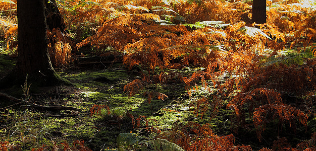 orange and green leaf trees at daytime thumbnail