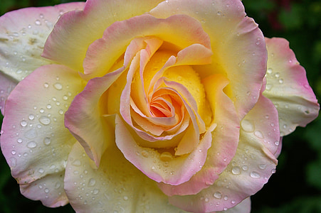white, yellow, and pink petaled flower close-up photography thumbnail