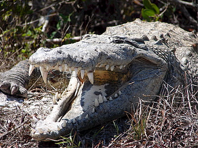 gray crocodile on brown grass thumbnail