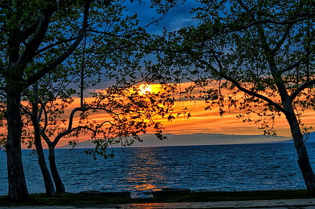 silhouette of trees by the water at golden hour thumbnail