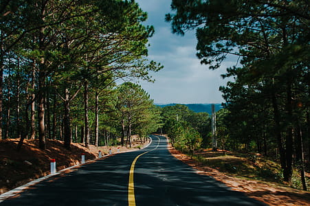 Green Trees thumbnail