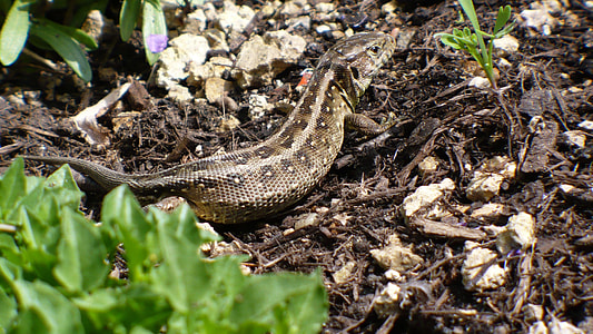 Sand Lizard, Lizard thumbnail