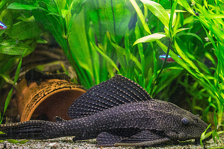 black armoured cat fish inside of fish tank thumbnail