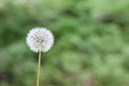 white dandelion thumbnail