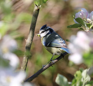 closeup photography of green and beige bird on twig thumbnail