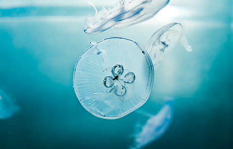photography of jelly fish thumbnail