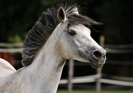 selective focus photography of white horse head thumbnail