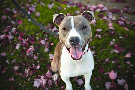 brown and white dog sitting on grass field thumbnail