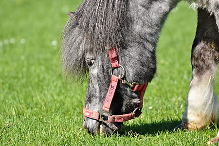 gray horse eating grass thumbnail
