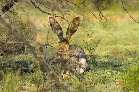 brown fur hare under leafless tress on green grass thumbnail