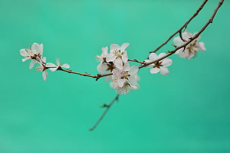 white cherry blossom flowers thumbnail