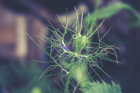 nature, blue, plant, blur thumbnail