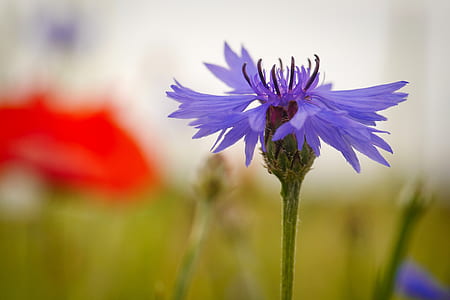 selective focus photography of purple flower thumbnail